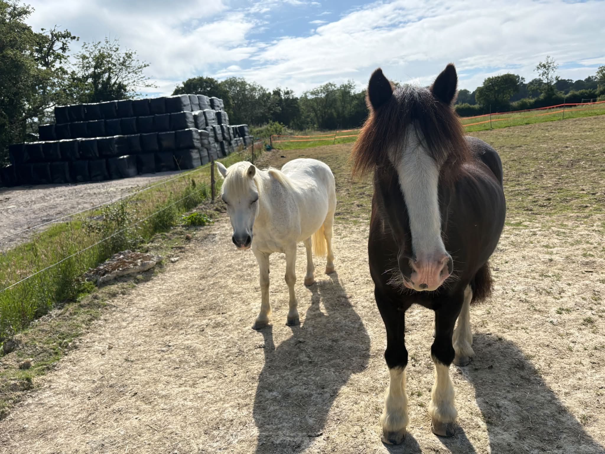 Bramble and Blackjack