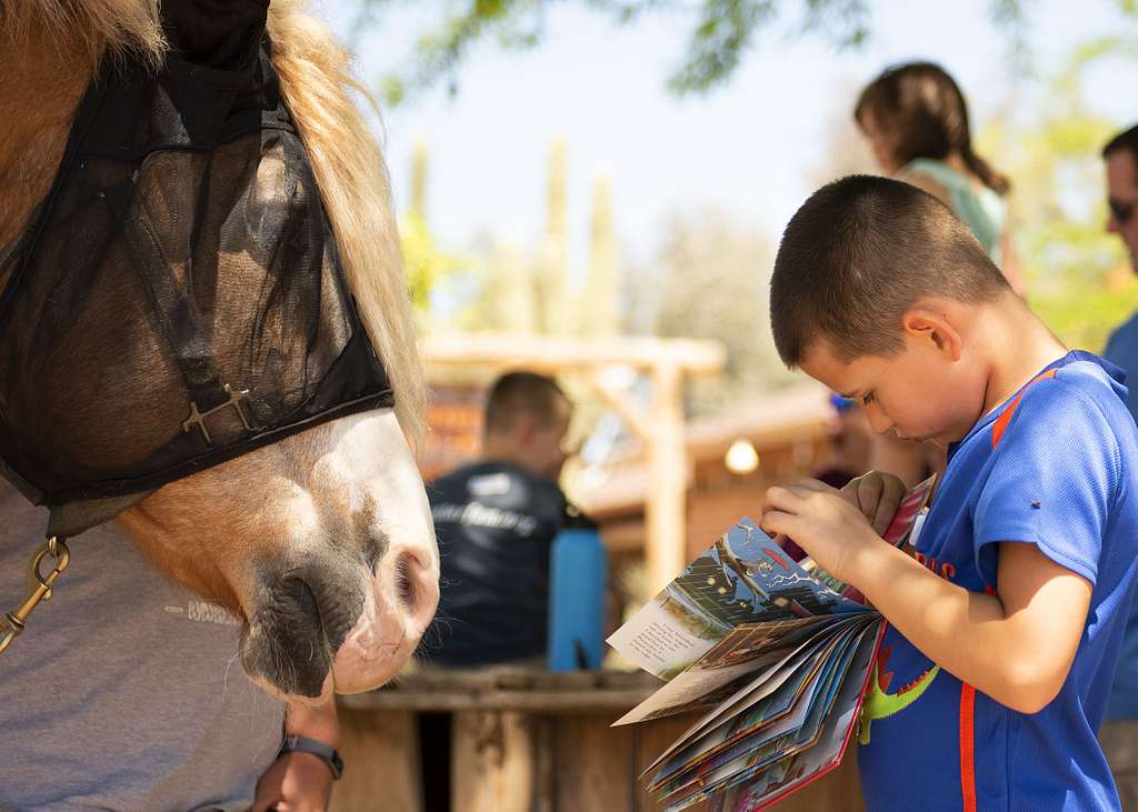 Equine therapy session